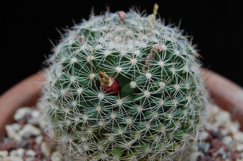 Mammillaria coahuilensis 