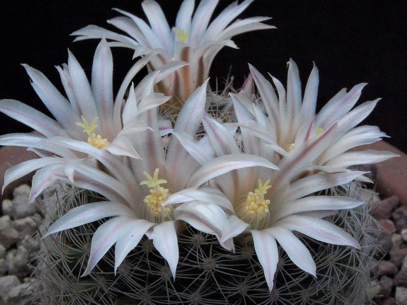 Mammillaria coahuilensis SB 699