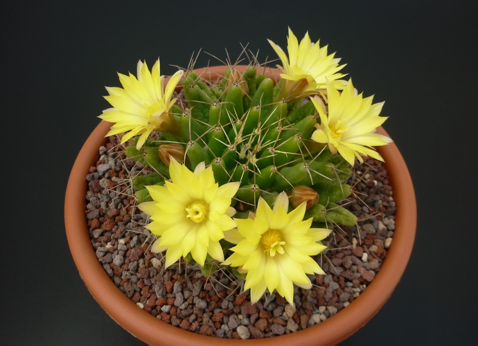 Mammillaria longimamma 