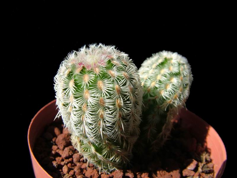 Echinocereus rigidissimus v. rubrispinus L 088