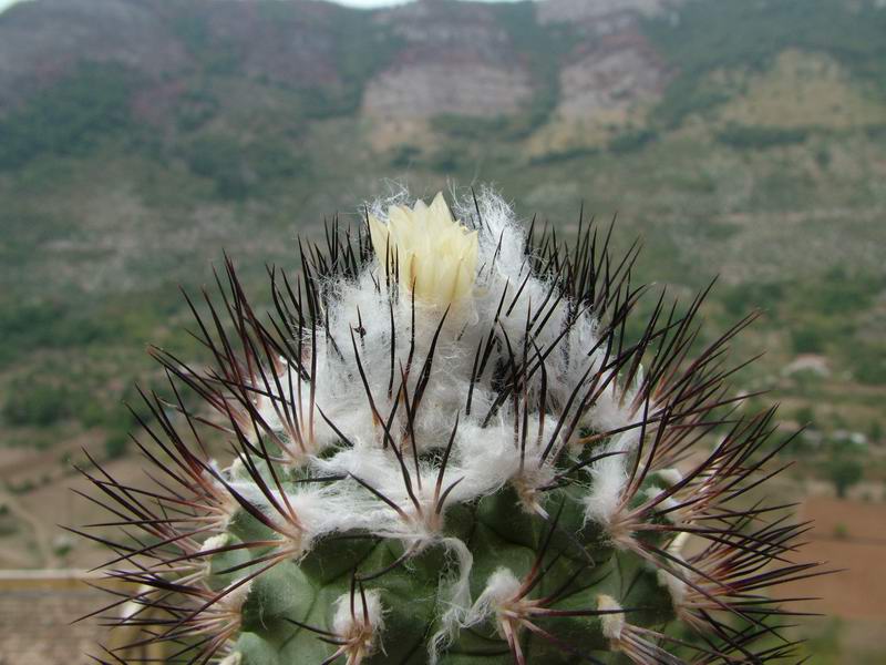 Turbinicarpus gielsdorfianus 