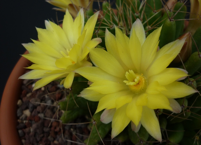 Mammillaria longimamma 