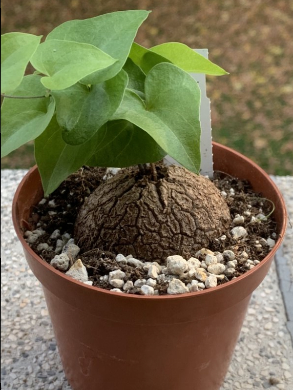 Dioscorea elephantipes 