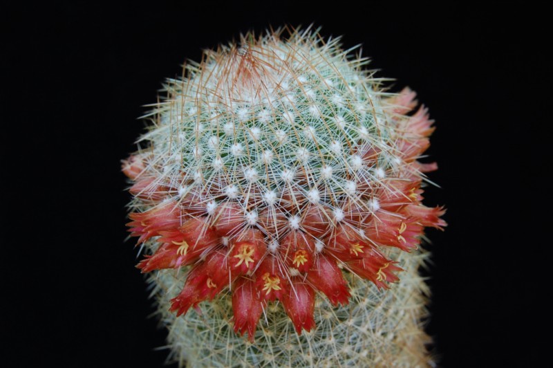 Mammillaria guerreronis 