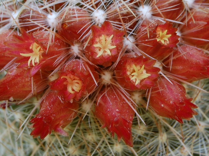 Mammillaria guerreronis 