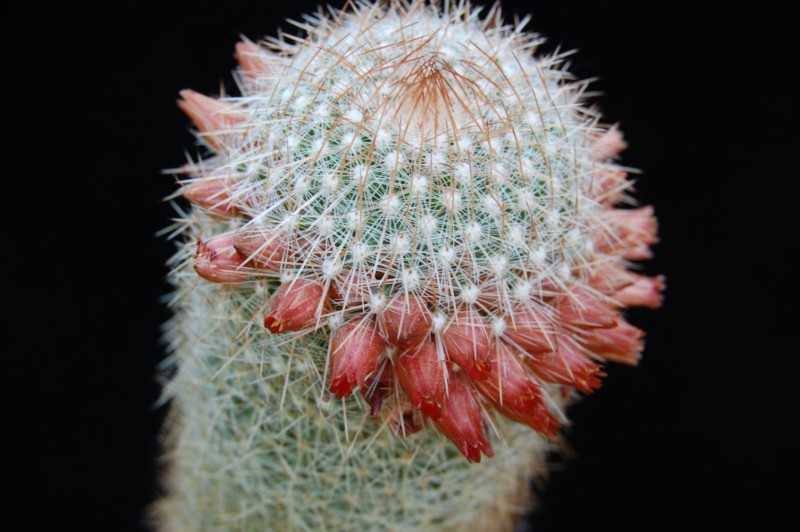 Mammillaria guerreronis 