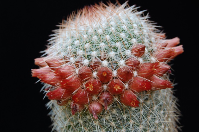 Mammillaria guerreronis 