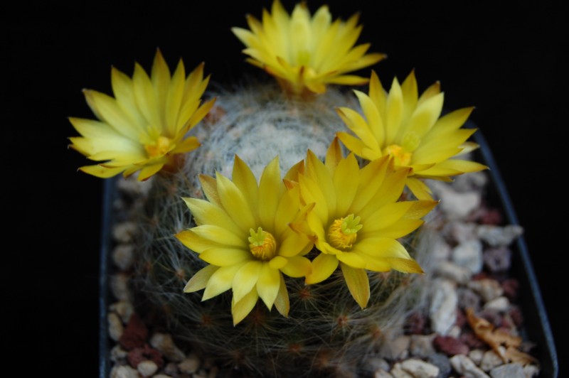 Mammillaria baumii 