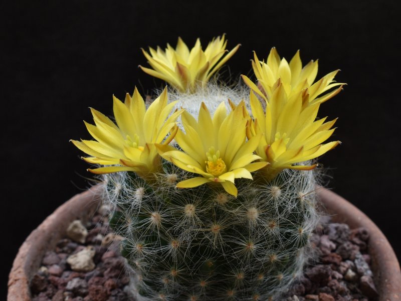 Mammillaria baumii LAU 1139