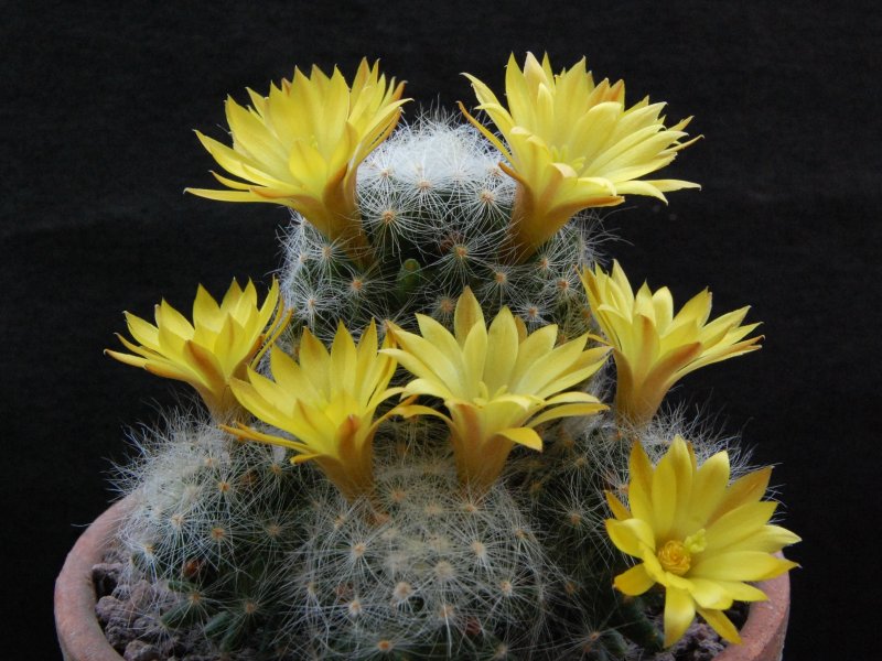 Mammillaria baumii LAU 1139