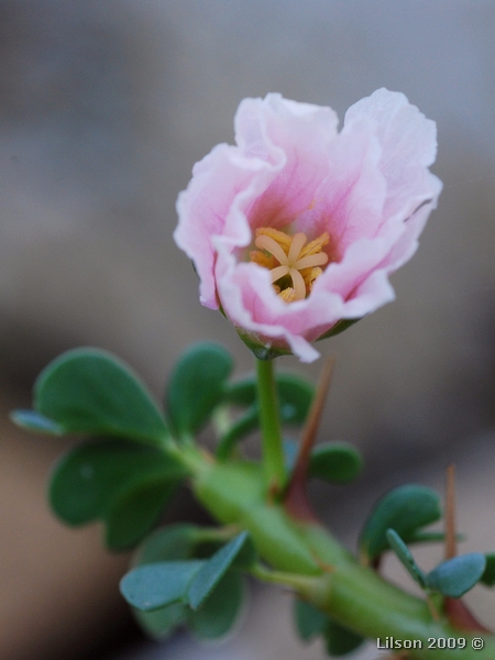 Sarcocaulon vanderietiae 