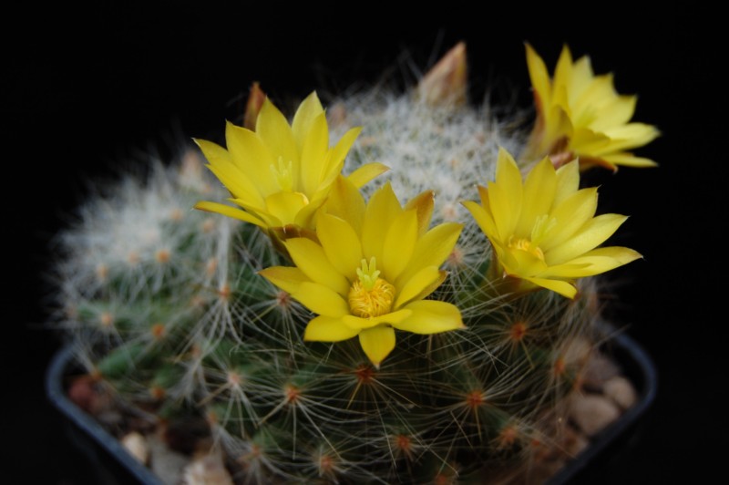 Mammillaria baumii 