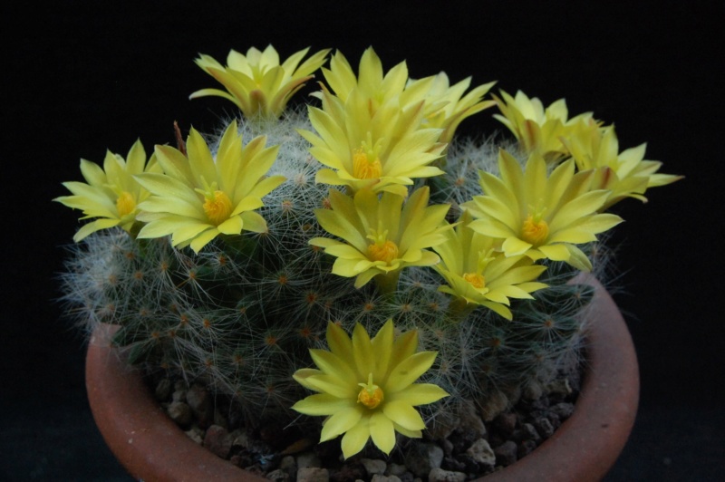 Mammillaria baumii ML 465