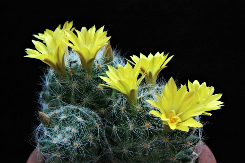 Mammillaria baumii ML 465