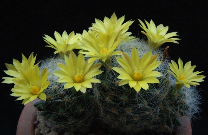 Mammillaria baumii ML 465