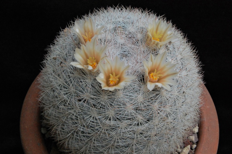 Mammillaria candida WH 74