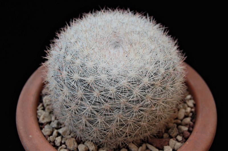 Mammillaria candida WH 74