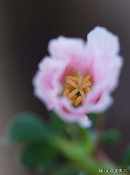 Sarcocaulon vanderietiae 