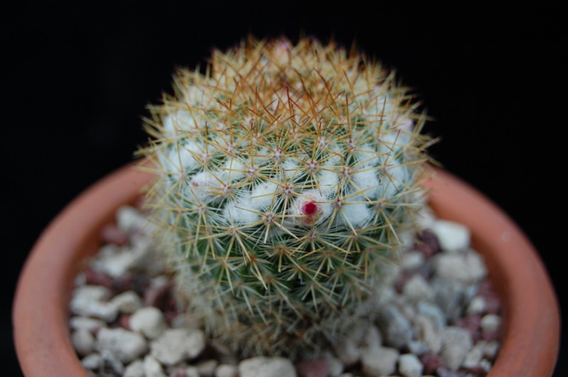 Mammillaria columbiana 