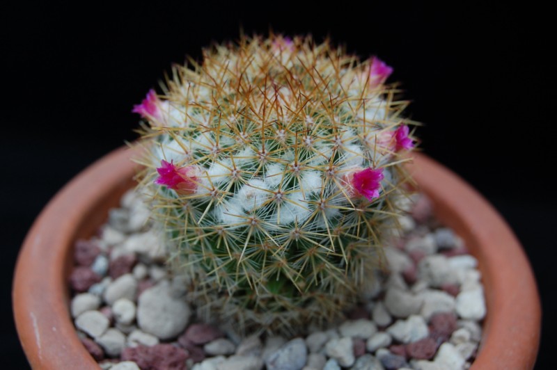 Mammillaria columbiana 