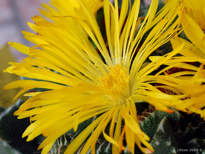 Faucaria tigrina 