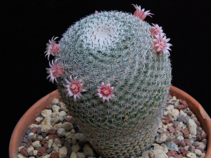 Mammillaria pseudoperbella 