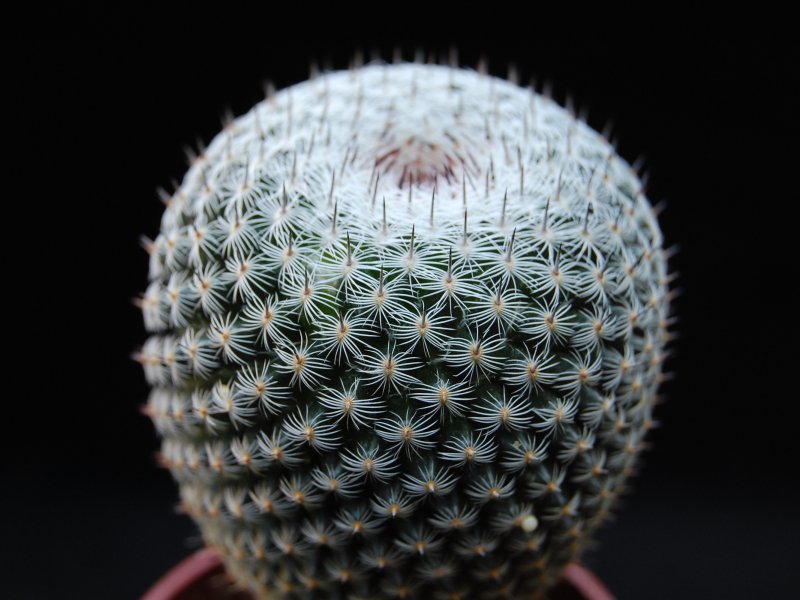 Mammillaria pseudoperbella 