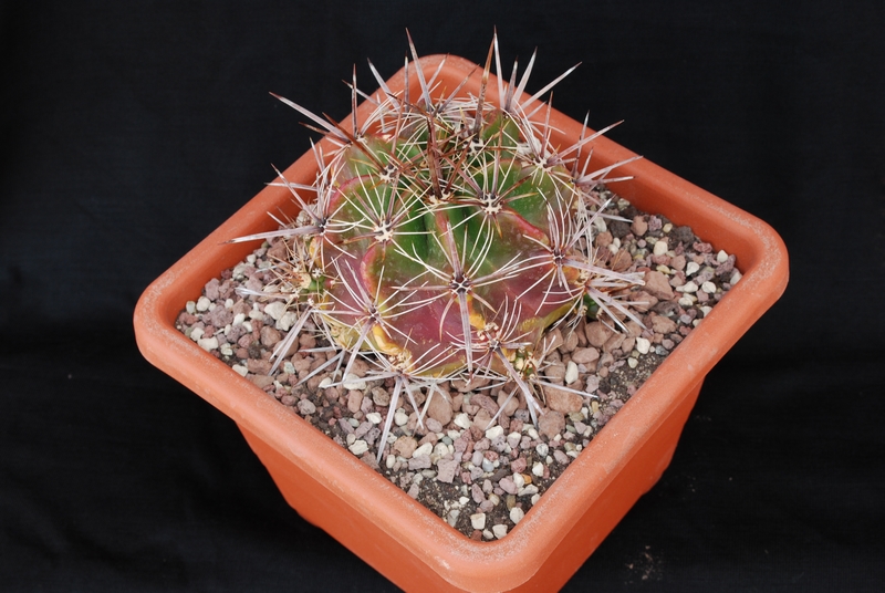 Ferocactus robustus 