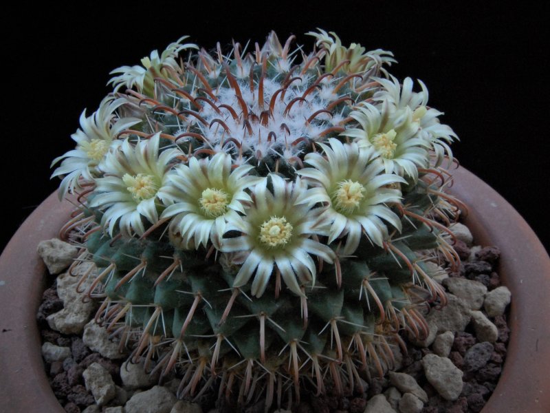 Mammillaria uncinata Z 86