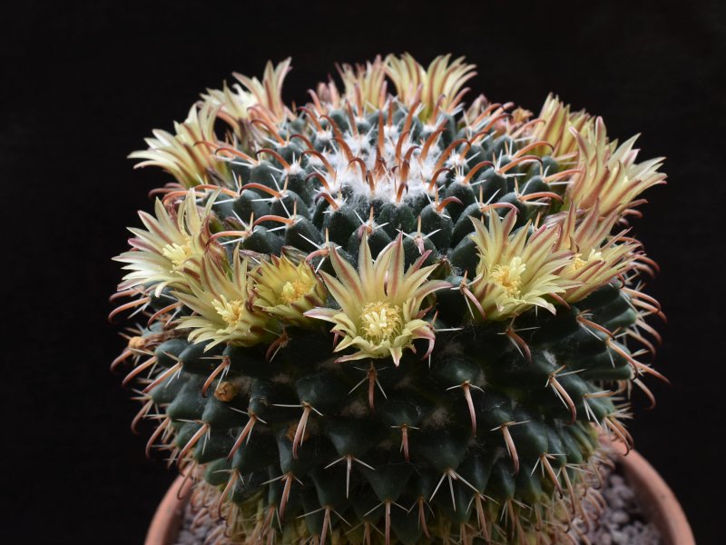 Mammillaria uncinata Z 86