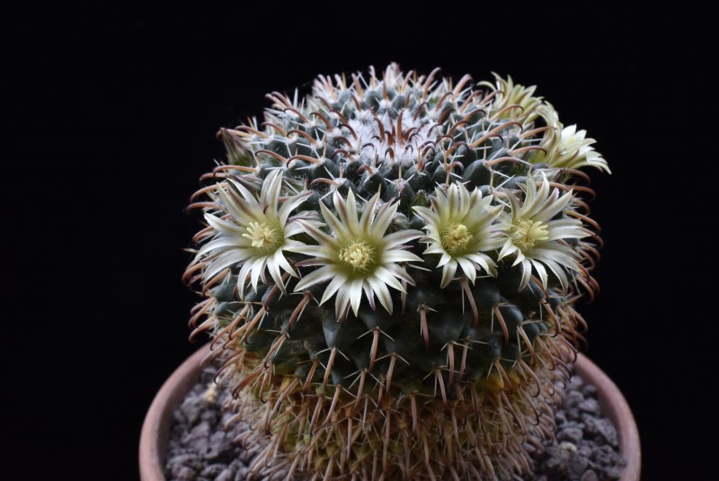 Mammillaria uncinata Z 86