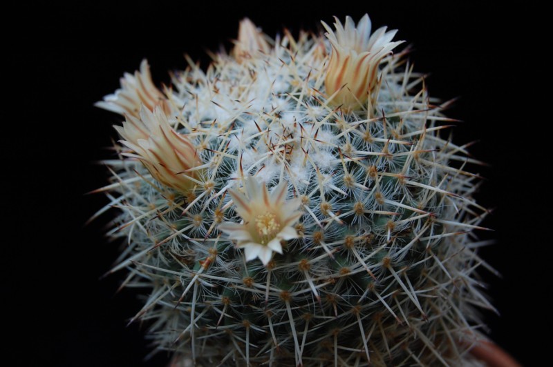 Mammillaria parkinsonii 