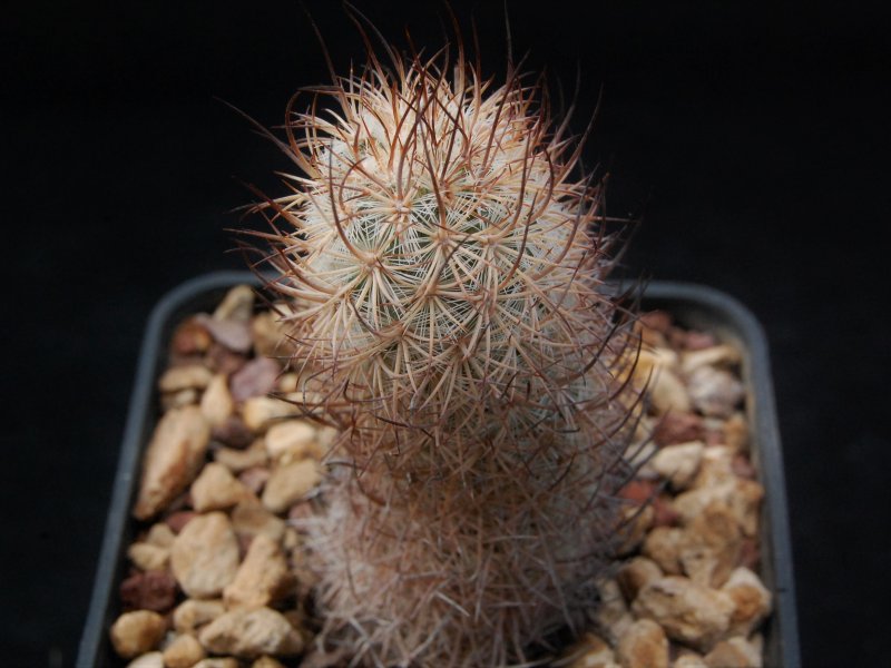 Mammillaria pottsii 