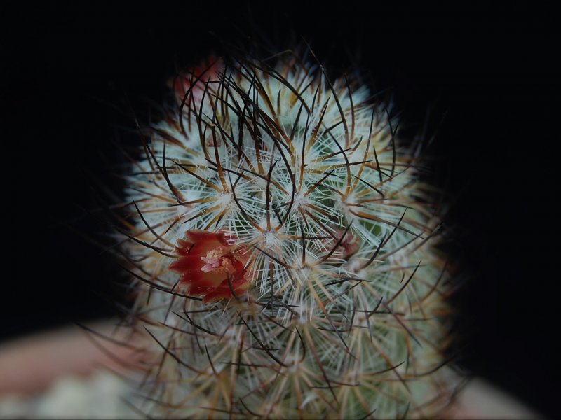 Mammillaria pottsii 