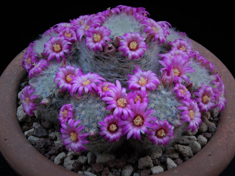 Mammillaria laui ssp. dasyacantha 