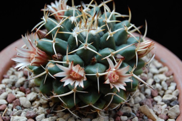 Mammillaria magnimamma 