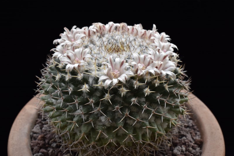 Mammillaria eumorpha REP 2264