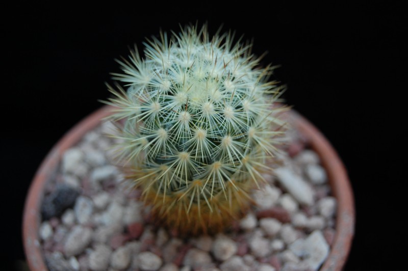 Mammillaria droegeana REP 1819