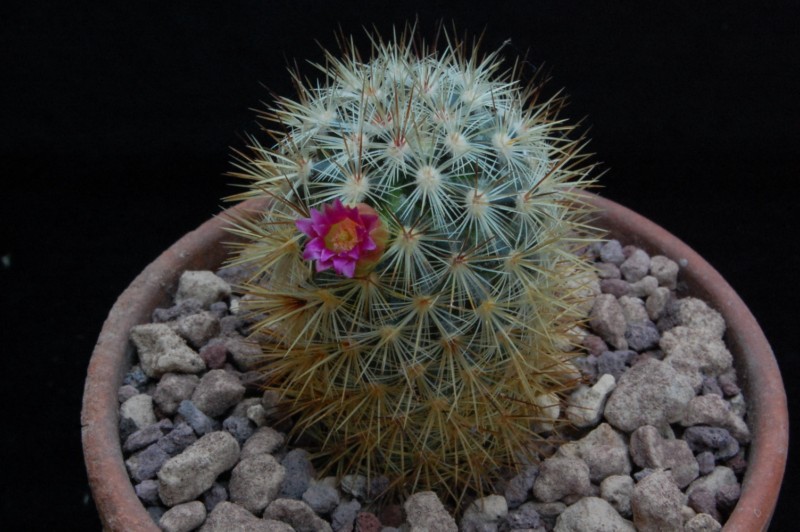 Mammillaria droegeana REP 1819