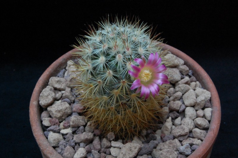 Mammillaria droegeana REP 1819