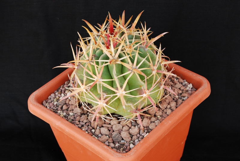 Ferocactus recurvus 