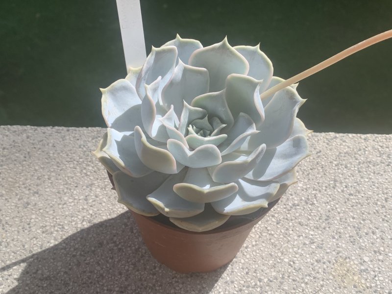 Echeveria lilacina 