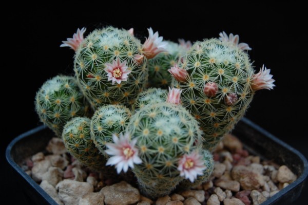 Mammillaria schiedeana ssp. giselae 