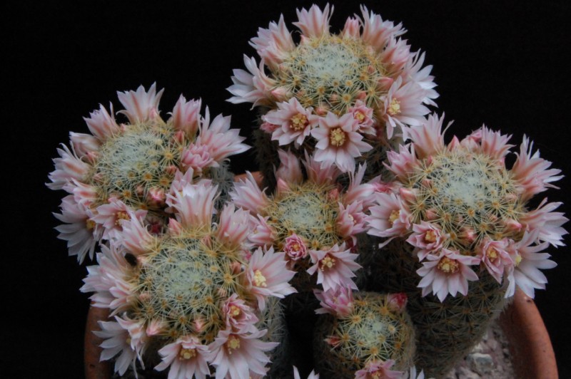 Mammillaria schiedeana ssp. giselae 