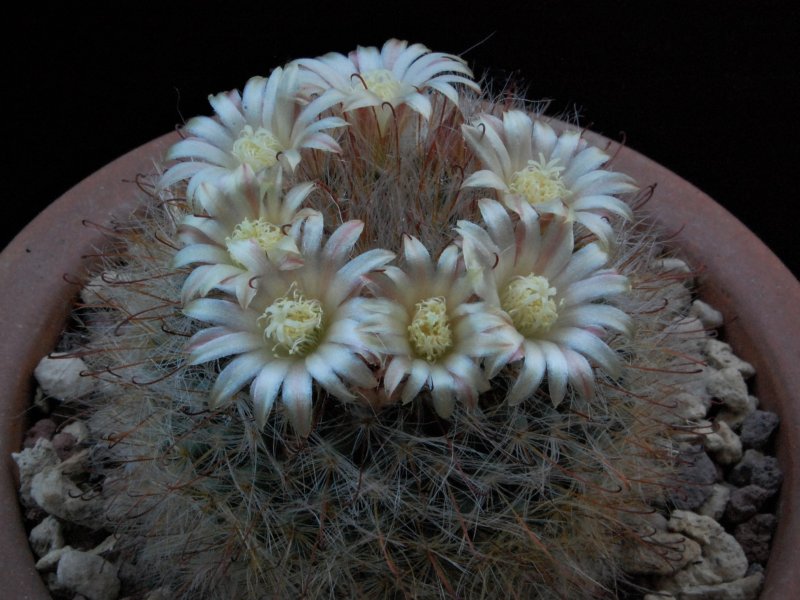 Mammillaria hirsuta REP 1515