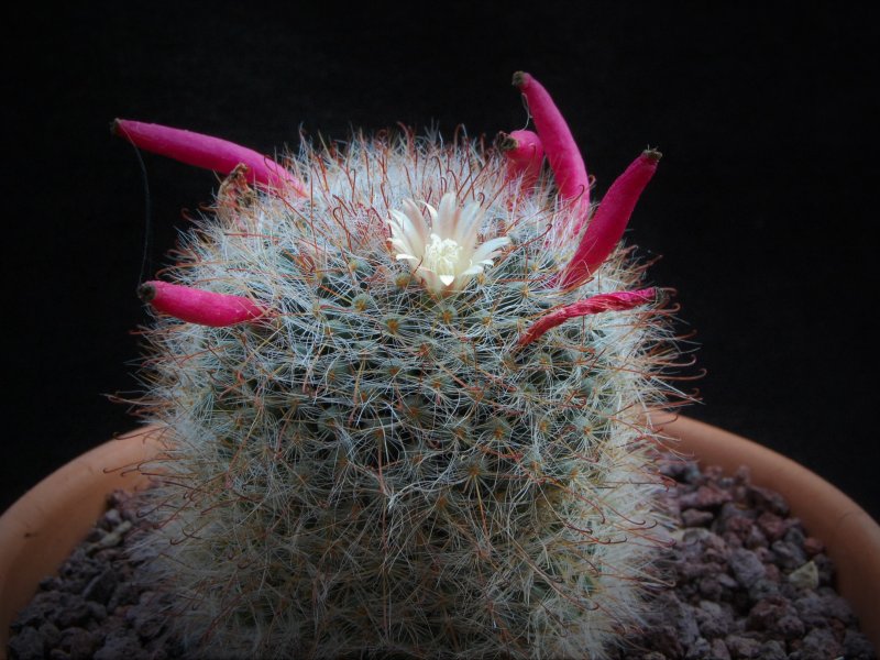 Mammillaria hirsuta REP 1515