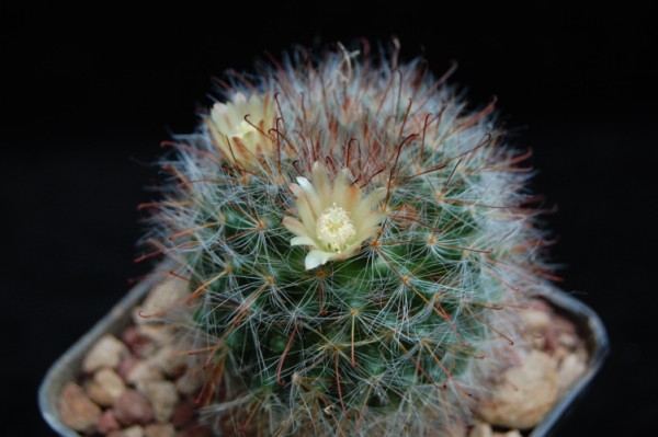 Mammillaria hirsuta REP 1515