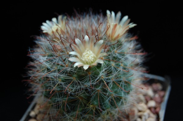 Mammillaria hirsuta REP 1515