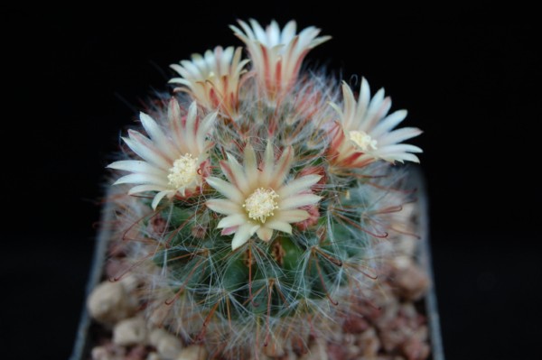 Mammillaria hirsuta REP 1515