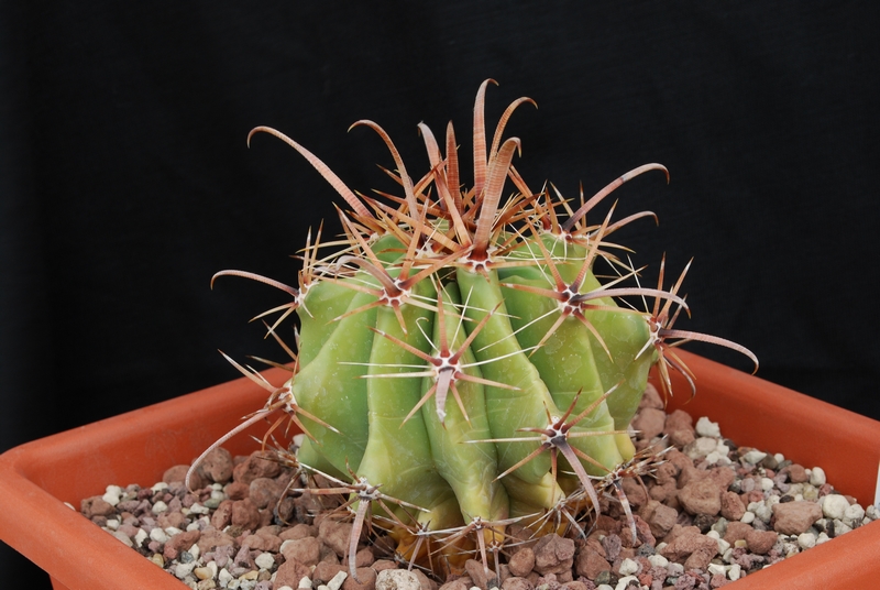 Ferocactus peninsulae ssp. townsendianus 